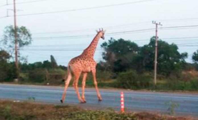 Buscan a una jirafa que se escapó de un camión en Tailandia