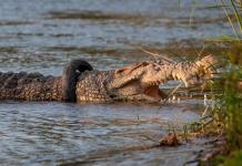 Ataque de cocodrilo en los Everglades de Florida