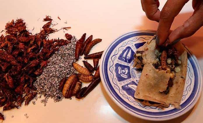 De insecto los tamales