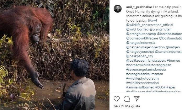 ¿Puedo ayudarte? La foto viral de un orangután que tiende la mano a un hombre