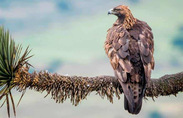 Ubican cinco nidos de águila real en SLP