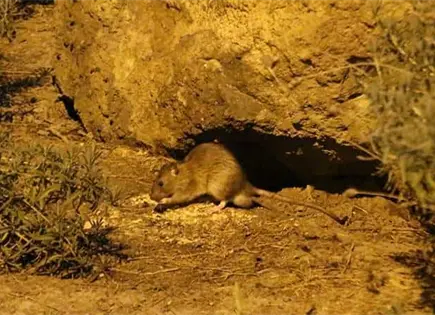 Brote de hantavirus en Argentina: mueren dos pasajeros en MV Hondius
