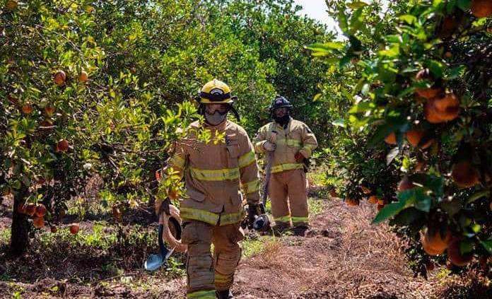 Protegerán colmenas; abejas serán llevadas a un lugar seguro