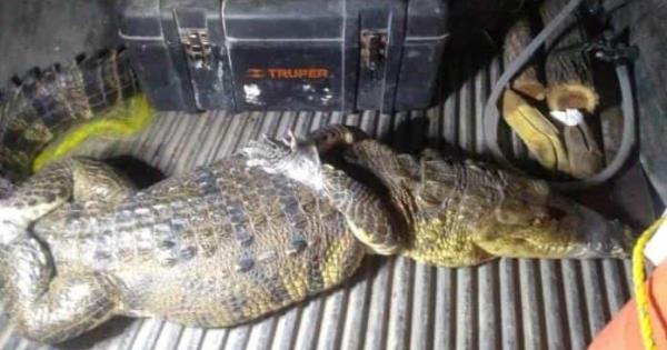 Aseguran lagarto enzona habitacional del Mpio. de Tamuín