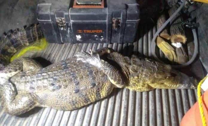 Aseguran lagarto enzona habitacional del Mpio. de Tamuín