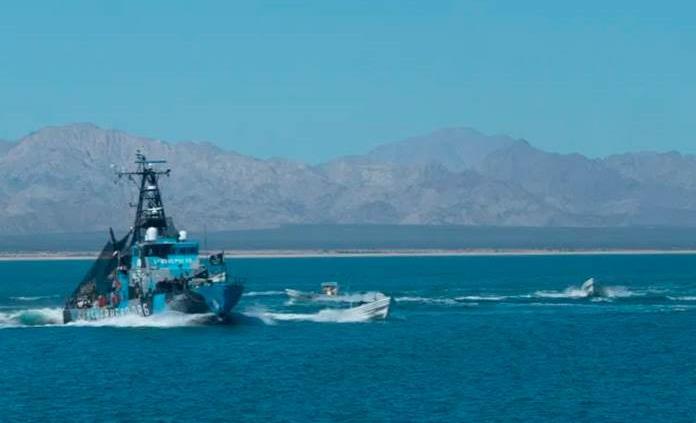 Barco de Sea Shepherd regresa al Alto Golfo de California a labores para salvar a la vaquita marina