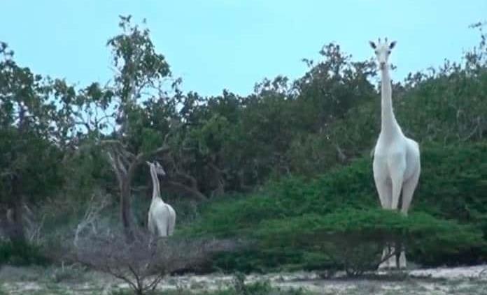 Cazadores furtivos matan a la única jirafa blanca de Kenia y a su cría