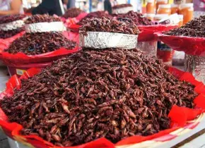 Beneficios de comer chapulines: una opción nutritiva y sostenible