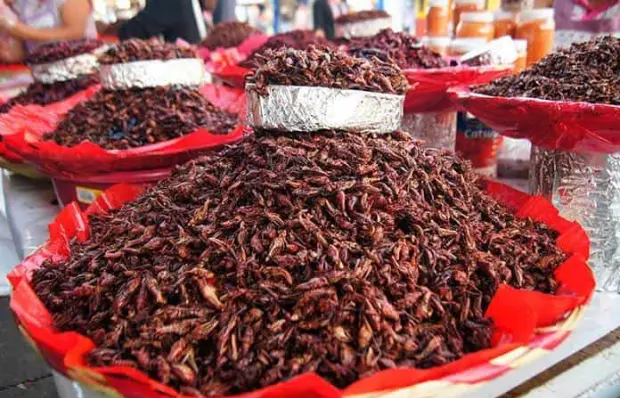 Beneficios de comer chapulines: una opción nutritiva y sostenible