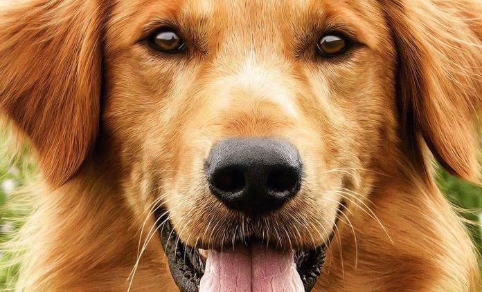 Películas de perros y gatos para ver en cuarentena