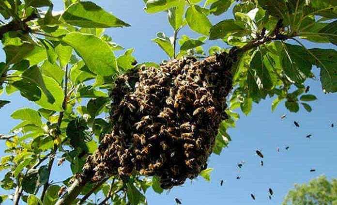 Rescatan panales de abejas para que no sean exterminadas