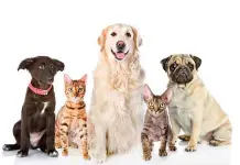 ¿Perros o gatos? Descubre quién es más inteligente