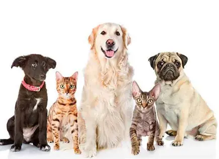 Desparasitación en perros y gatos: ¿Cuándo y cómo hacerlo? Desparasitación en perros y gatos: ¿Cuándo y cómo hacerlo?