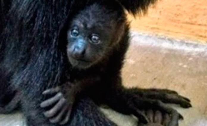 Rescatan a dos monos saraguato en Chiapas; sobrevive uno