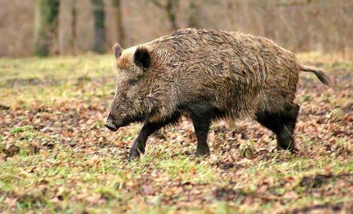 Jabalíes abandonan hábitat