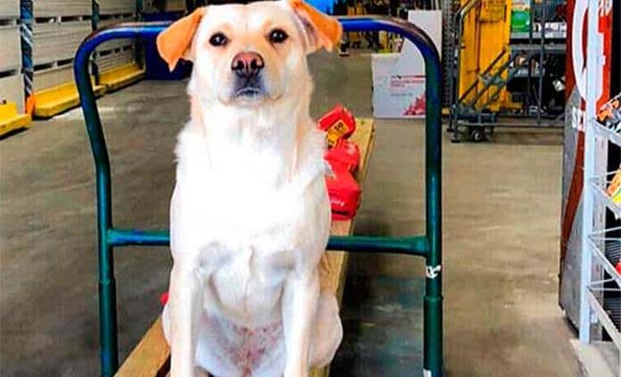 Denunciarán abandono de animales en tienda +KOTA de Boca del Río