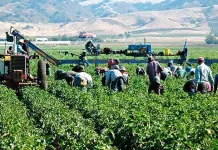 Pobreza extrema en el campo; Oaxaca encabeza crisis de jornaleros