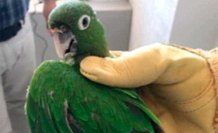 Rescata Profepa a un búho cornudo en Aguascalientes y a un perico pecho sucio en SLP