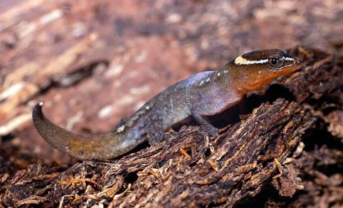 Registran presencia del lagarto más pequeño del mundo en un parque colombiano