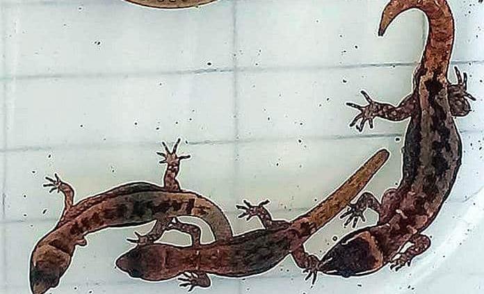 Detectan lagarto más pequeño del mundo