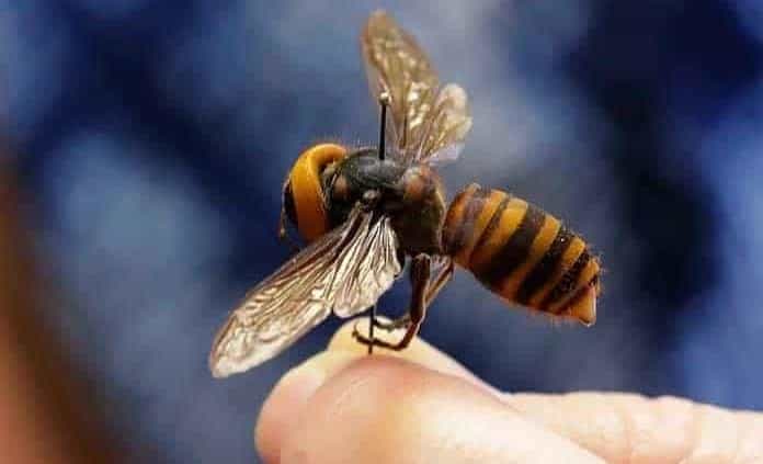 Diferencias entre avispas y abejas