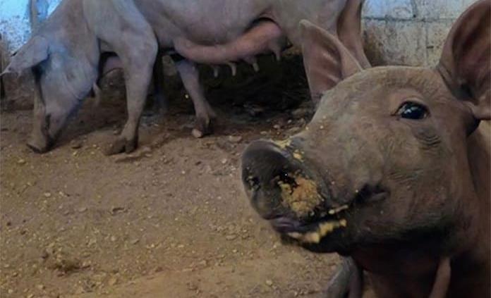 Industria porcícola en Yucatán contamina los acuíferos y daña producción de miel: Greenpeace