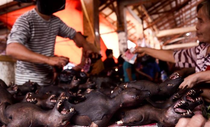 La histoplasmosis, enfermedad que proviene de los murciélagos y aves