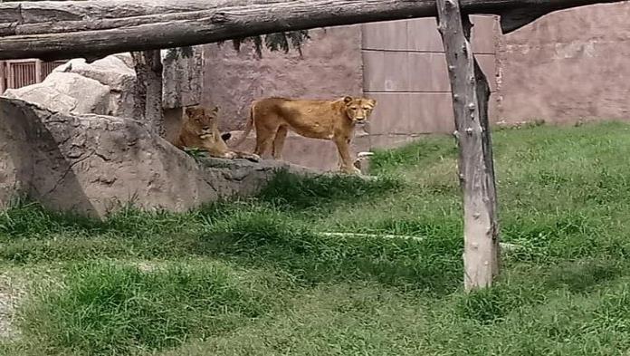 Niegan que leona del Zoológico de Aragón haya muerto por Covid