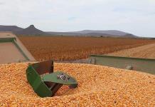 Kellogg busca cubrir su demanda de maíz amarillo con agricultores mexicanos