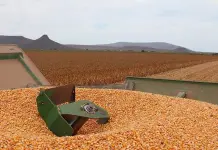 Kellogg busca cubrir su demanda de maíz amarillo con agricultores mexicanos Kellogg busca cubrir su demanda de maíz amarillo con agricultores mexicanos