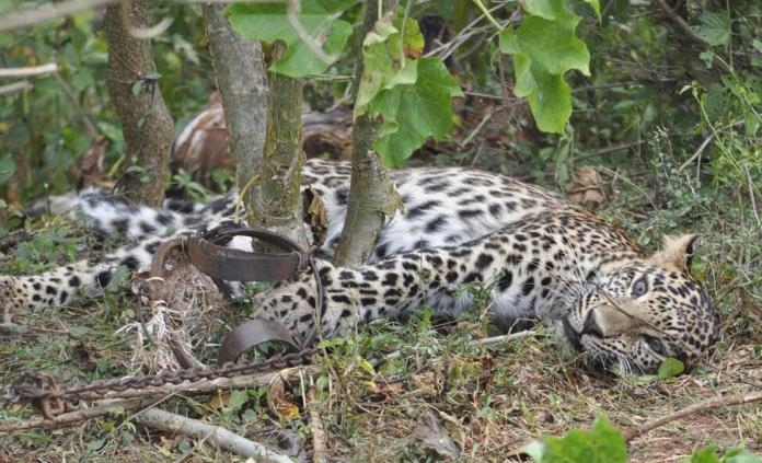 La pandemia impulsa la caza furtiva en Asia y África