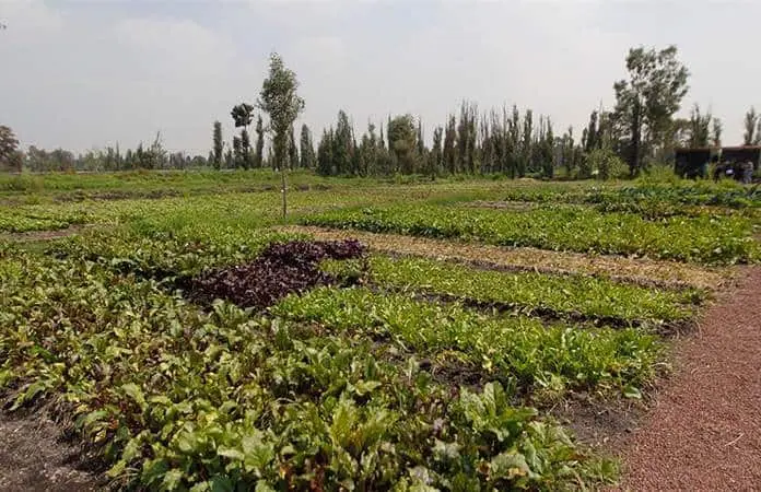 Agricultura mexicana enfrenta crisis por inseguridad y migración de jóvenes