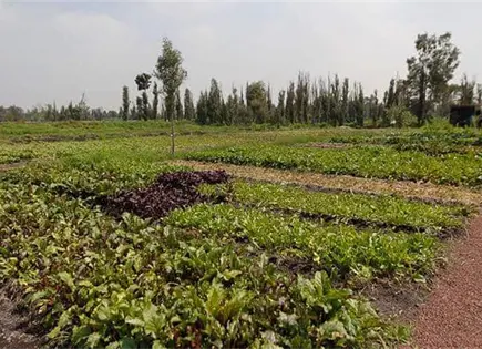 Agricultura mexicana enfrenta crisis por inseguridad y migración de jóvenes