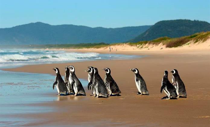 Un récord de 2 mil 567 pingüinos fueron rescatados en playas de Brasil en seis meses