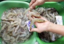 Inicia veda temporal del camarón en el litoral del Océano Pacífico