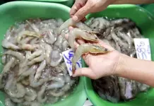 Inicia veda temporal del camarón en el litoral del Océano Pacífico