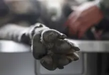 Abre FGE carpeta de investigación por muerte de perrita en La Virgen