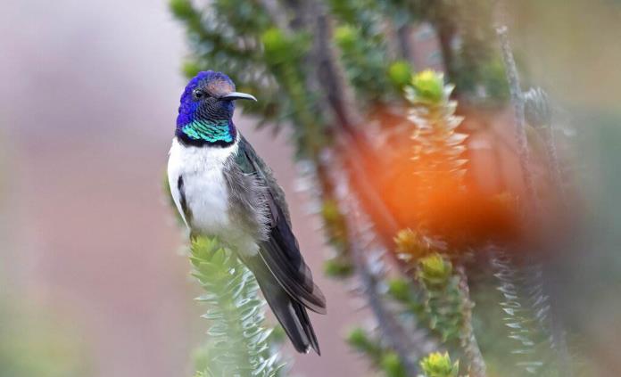 Colibrí ecuatoriano emite cantos de seducción ultrasónicos