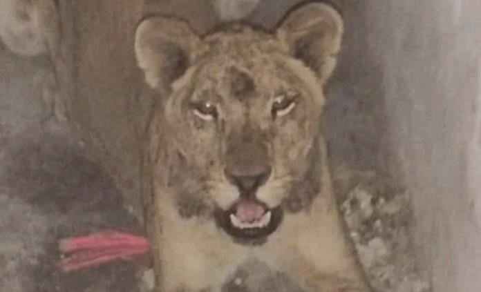 Reportan avistamiento de una leona en la zona metropolitana aledaña a la meseta de Chipinque, en Monterrey