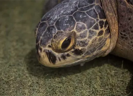 Semarnat rescata tortuga verde contaminada en Veracruz