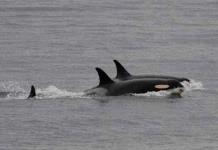 Pescadores liberan a siete ballenas orca varadas en las costas del norte de Venezuela