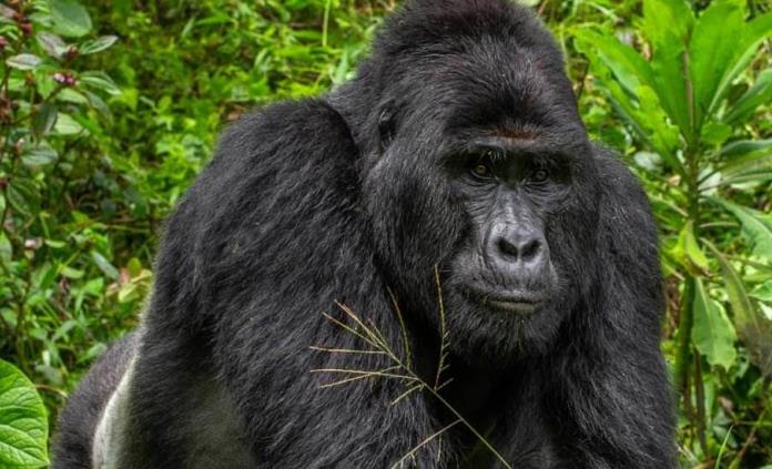 Ordenan 11 años de cárcel para el cazador furtivo que mató al popular gorila Rafiki en Uganda