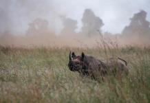 El cambio climático supera a la caza furtiva como gran amenaza de la vida salvaje en Kenia