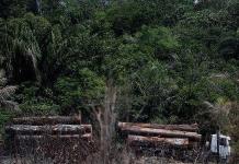 Brasil ordena evacuación de 1,600 invasores de tierra indígena en la Amazonía