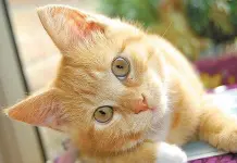 Técnicas sostenibles para quitar pelo de gato de la ropa