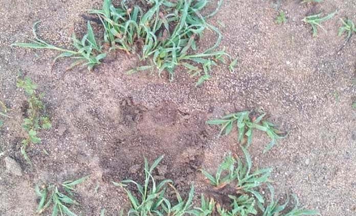 Huella de puma o jaguar causa temor