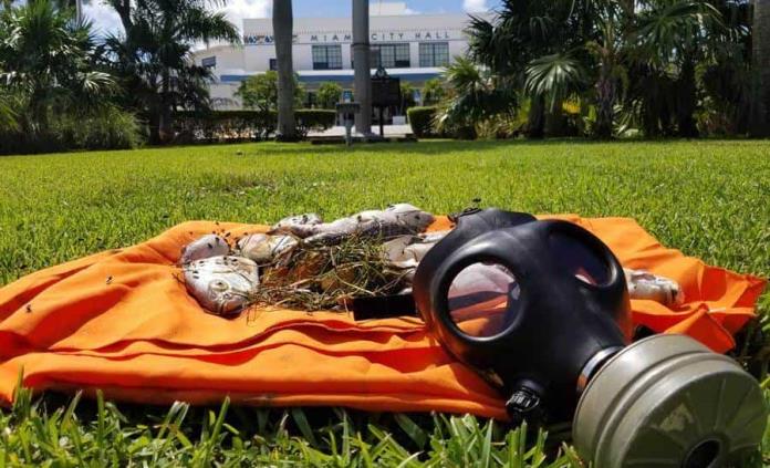 Muerte de peces en bahía de Miami es por oxígeno bajo, concluyen autoridades