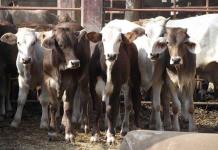 Estudio revela la relación entre la ganadería bovina y el cambio climático