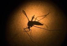 Revelan el arma del dengue para invadir más fácilmente el organismo humano