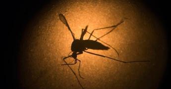 Combaten la malaria los Servicios de Salud en Baja California